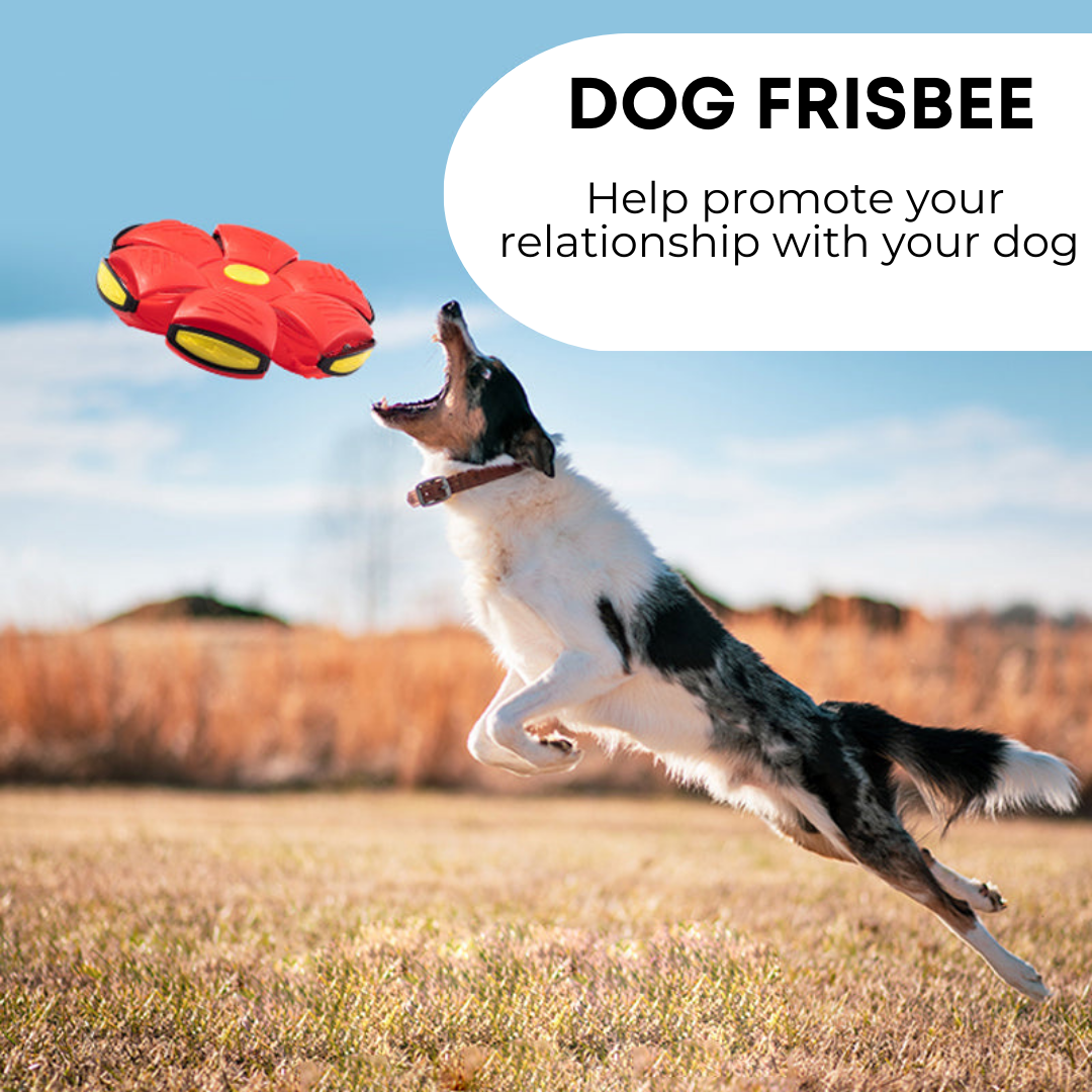 The paws vibes™ Dog Frisbee